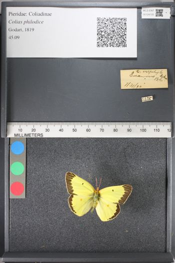 Media type: image;   Entomology 124133